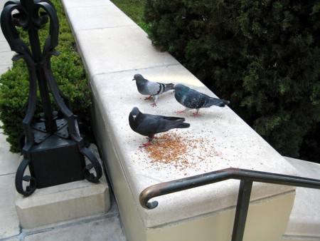 pigeons food